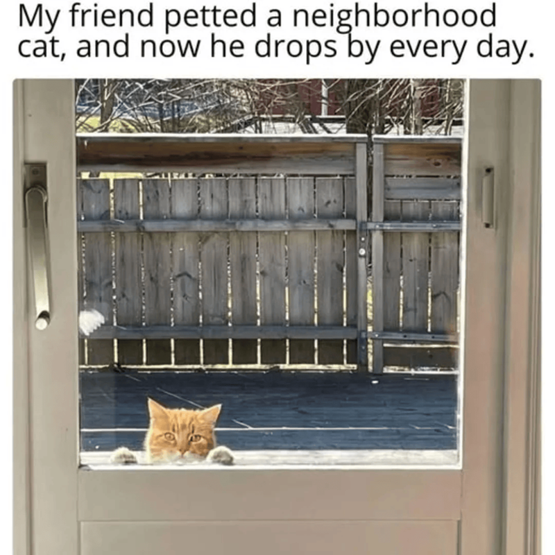 My friend petted a neighborhood cat, and now he drops by every day.