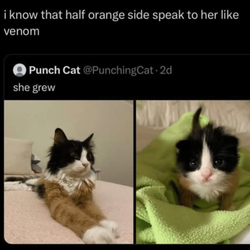 i know that half orange side speak to her like venom Punch Cat @PunchingCat - 2d she grew