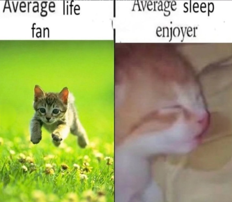 Average life fan Average sleep enjoyer