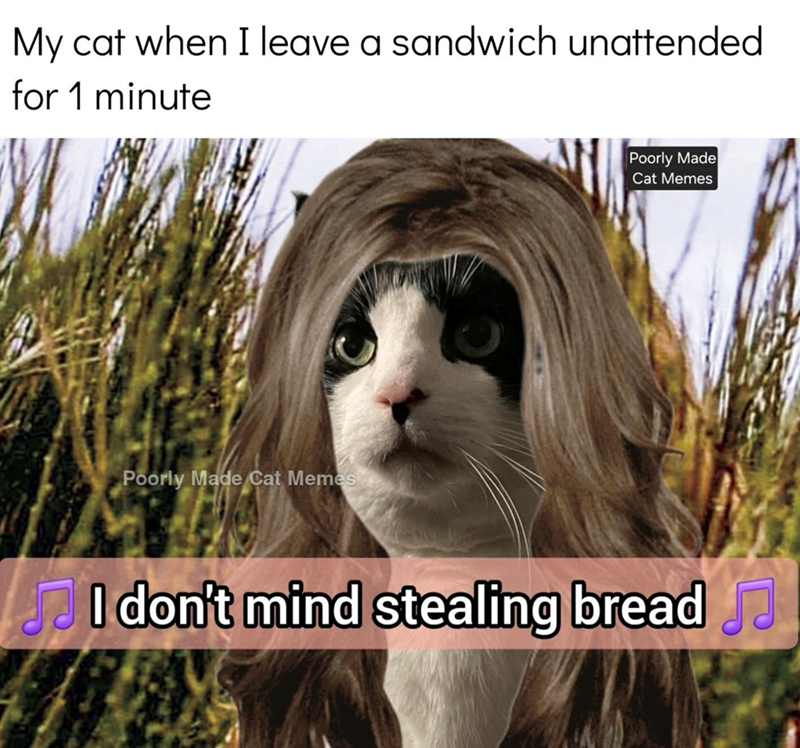 My cat when I leave a sandwich unattended for 1 minute Poorly Made Cat Memes Poorly Made Cat Memes I don't mind stealing bread