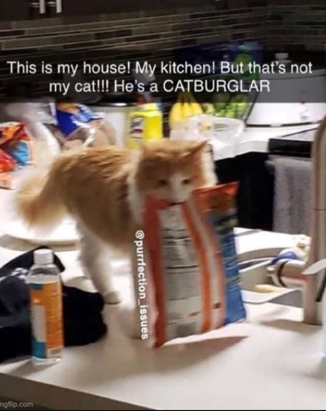 This is my house! My kitchen! But that's not my cat!!! He's a CATBURGLAR mgflip.com @purrfection_issues