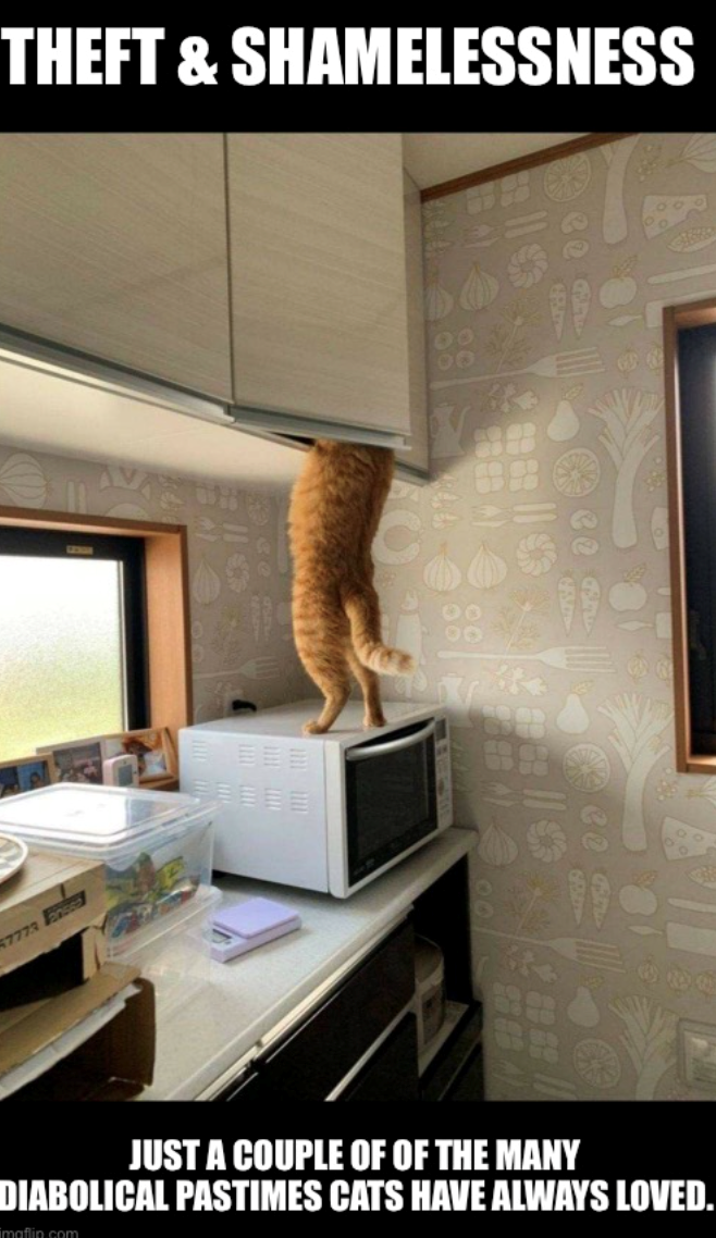 7773 anssel THEFT & SHAMELESSNESS 00 JUST A COUPLE OF OF THE MANY DIABOLICAL PASTIMES CATS HAVE ALWAYS LOVED. imaflin.com