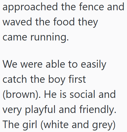 approached the fence and waved the food they came running. We were able to easily catch the boy first (brown). He is social and very playful and friendly. The girl (white and grey)