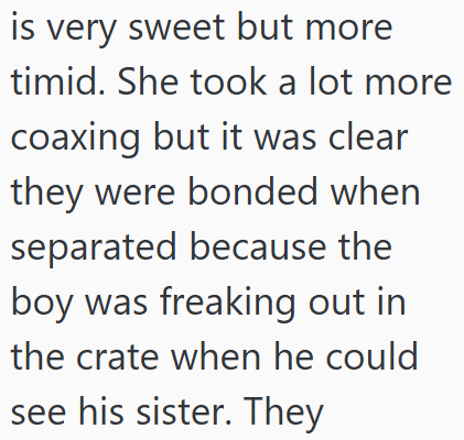 is very sweet but more timid. She took a lot more coaxing but it was clear they were bonded when separated because the boy was freaking out in the crate when he could see his sister. They