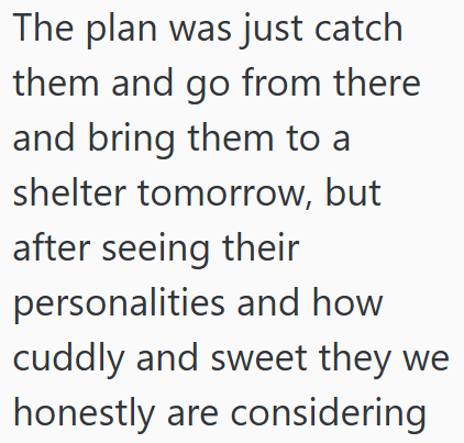 The plan was just catch them and go from there and bring them to a shelter tomorrow, but after seeing their personalities and how cuddly and sweet they we honestly are considering