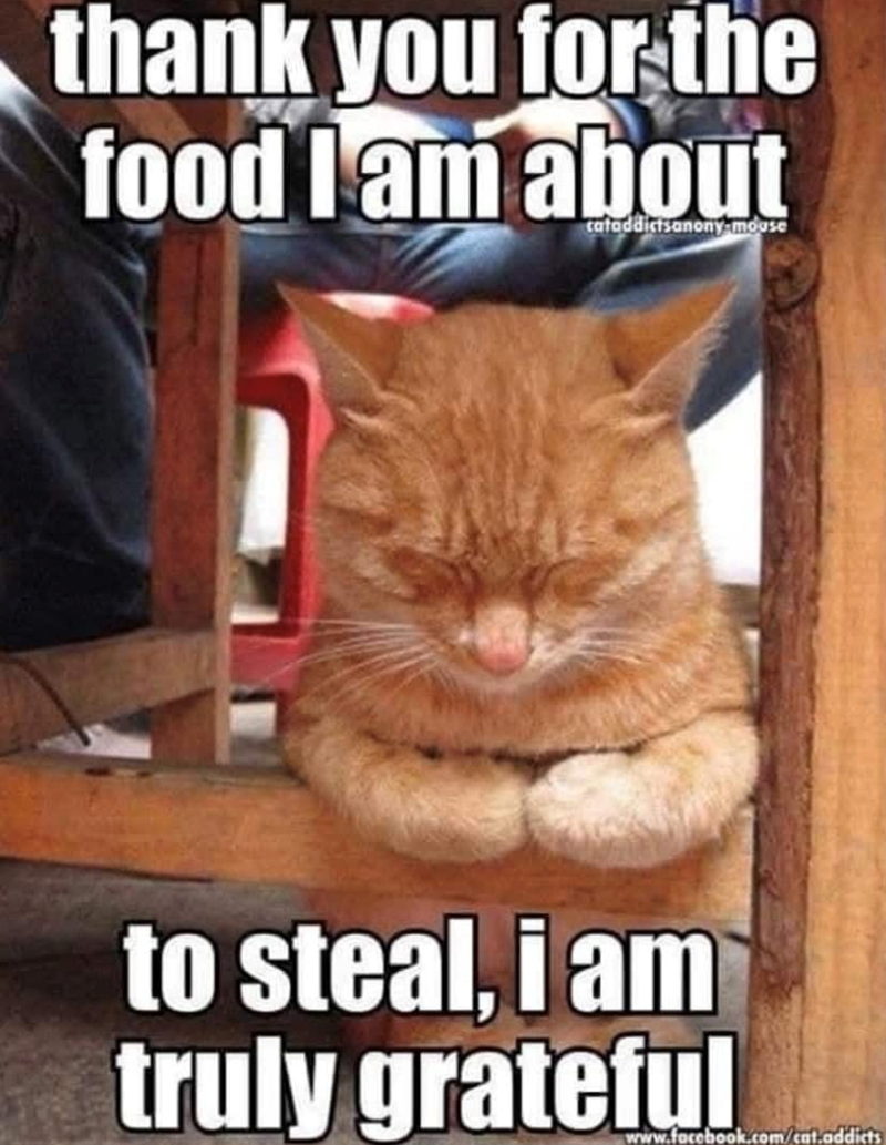 thank you for the food I am about cataddictsanonymouse to steal, i am truly grateful www.facebook.com/cat.addicts