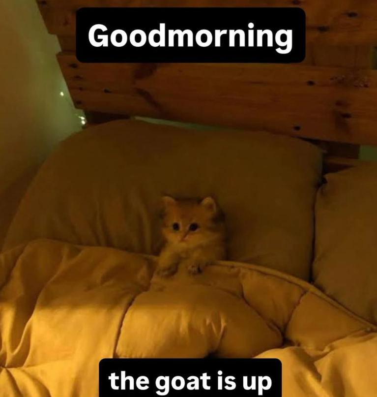 Goodmorning the goat is up