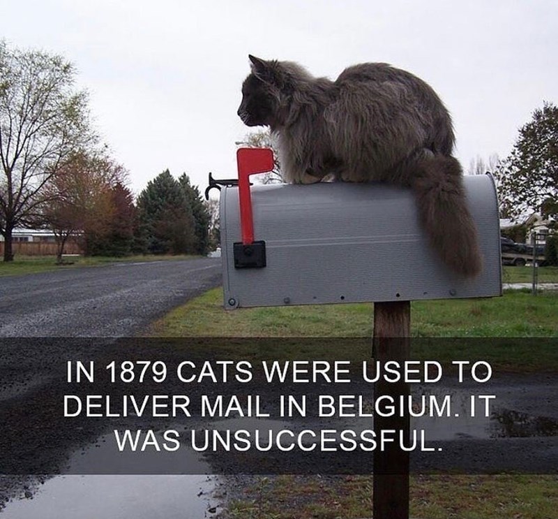 IN 1879 CATS WERE USED TO DELIVER MAIL IN BELGIUM. IT WAS UNSUCCESSFUL.