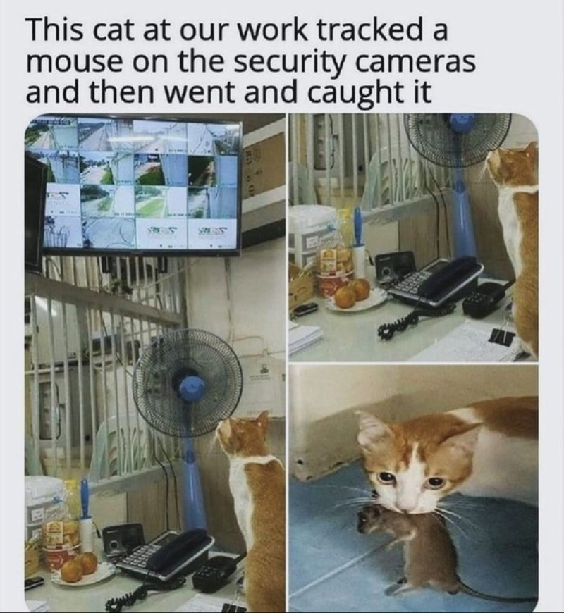 This cat at our work tracked a mouse on the security cameras and then went and caught it