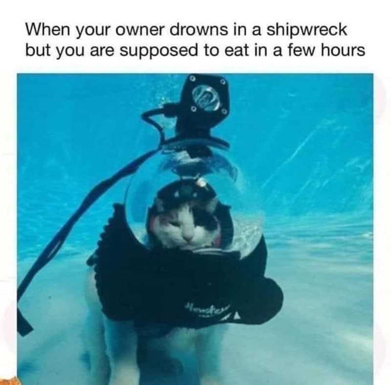 When your owner drowns in a shipwreck but you are supposed to eat in a few hours Newster