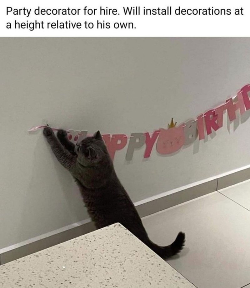 Party decorator for hire. Will install decorations at a height relative to his own. SPPY BIRTH