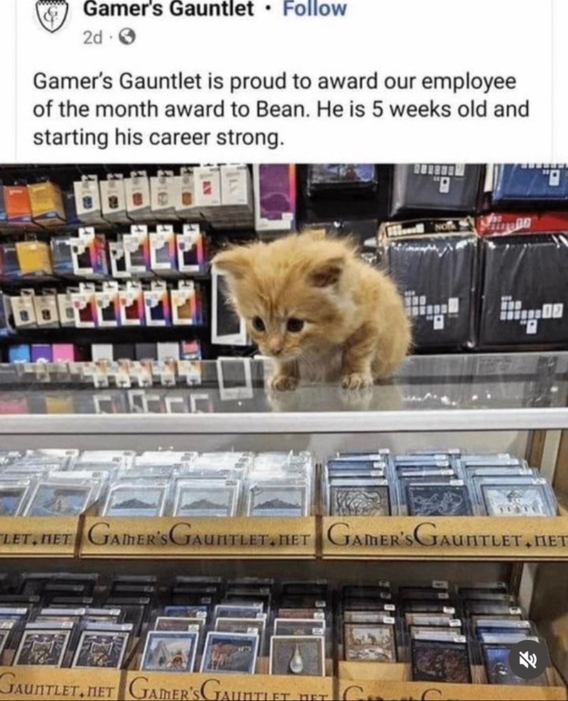 Gamer's Gauntlet ⚫ Follow 2d Gamer's Gauntlet is proud to award our employee of the month award to Bean. He is 5 weeks old and starting his career strong. BODO D 1141 LET, HET GAMER'S GAUNTLET. HET GAMER'S GAUNTLET, HET GAUNTLET, HET GAMER'S GAUNTLET HET