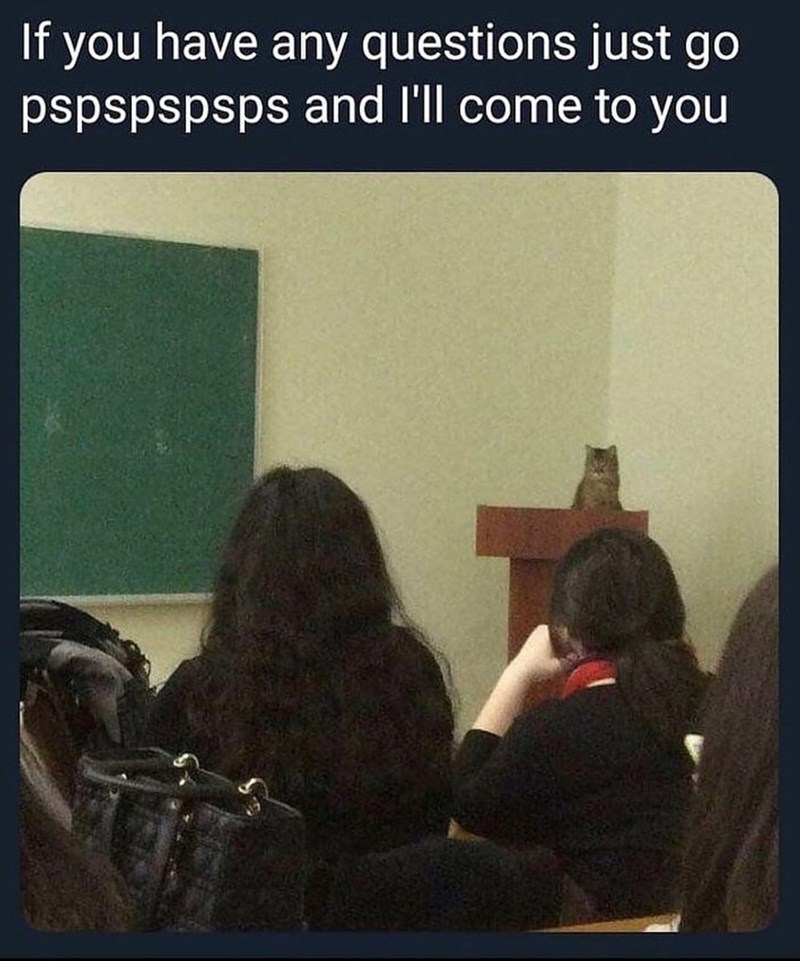 If you have any questions just go pspspspsps and I'll come to you