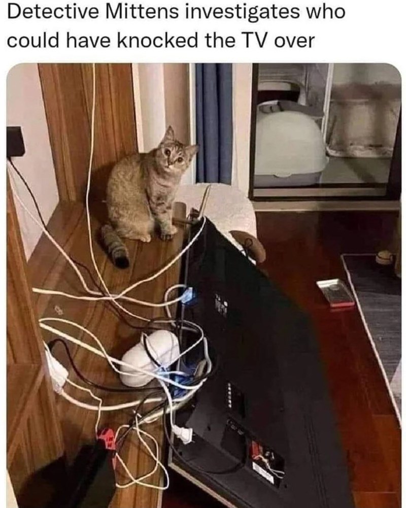 Detective Mittens investigates who could have knocked the TV over