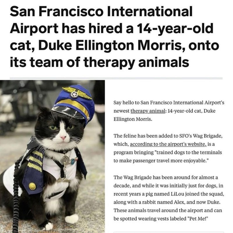 San Francisco International Airport has hired a 14-year-old cat, Duke Ellington Morris, onto its team of therapy animals Say hello to San Francisco International Airport's newest therapy animal: 14-year-old cat, Duke Ellington Morris. The feline has been added to SFO's Wag Brigade, which, according to the airport's website, is a program bringing "trained dogs to the terminals to make passenger travel more enjoyable." The Wag Brigade has been around for almost a decade, and while it was initially