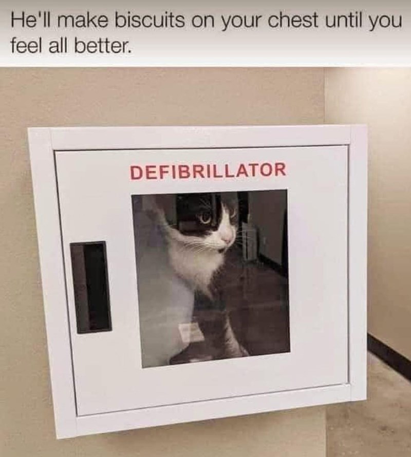 He'll make biscuits on your chest until feel all better. DEFIBRILLATOR you