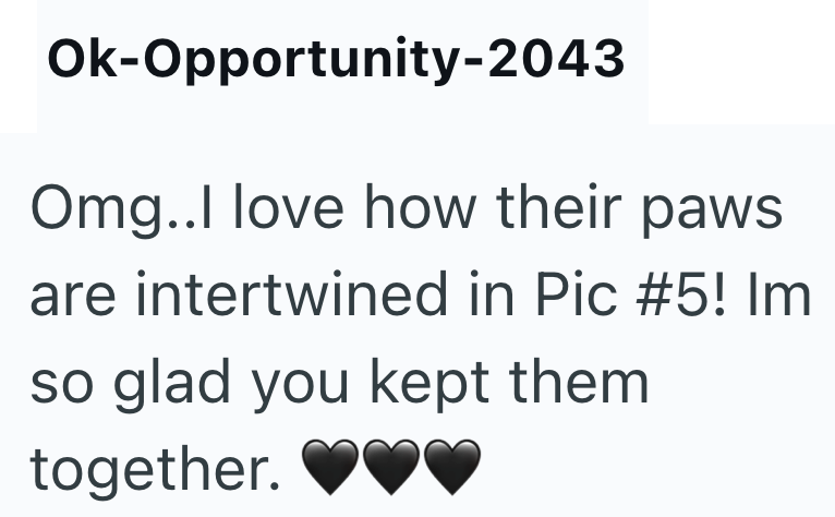 Ok-Opportunity-2043 Omg..I love how their paws are intertwined in Pic #5! Im so glad you kept them together.