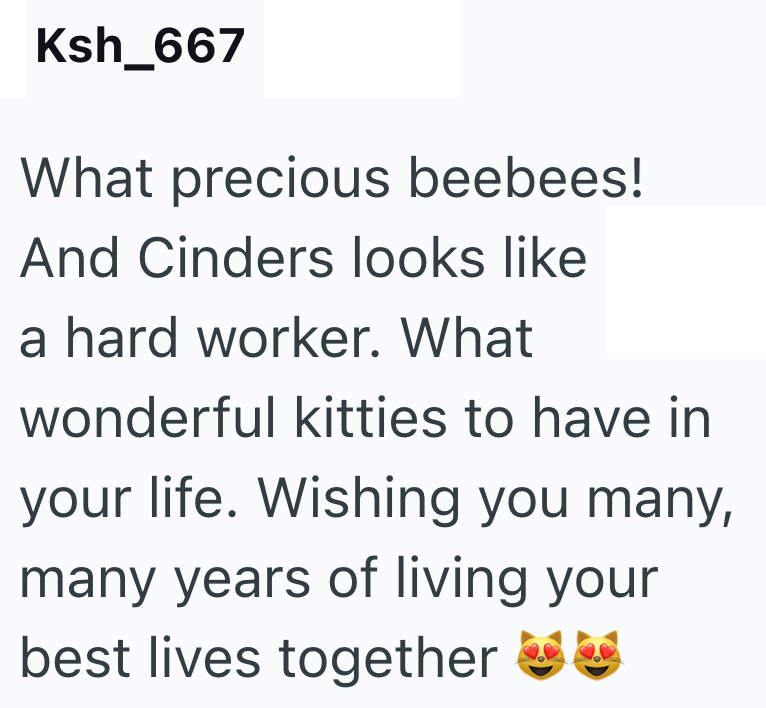 Ksh_667 What precious beebees! And Cinders looks like a hard worker. What wonderful kitties to have in your life. Wishing you many, many years of living your best lives together