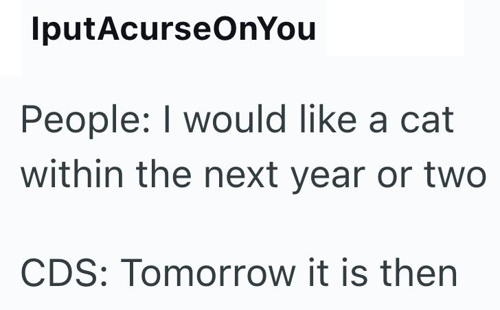 IputAcurse On You People: I would like a cat within the next year or two CDS: Tomorrow it is then
