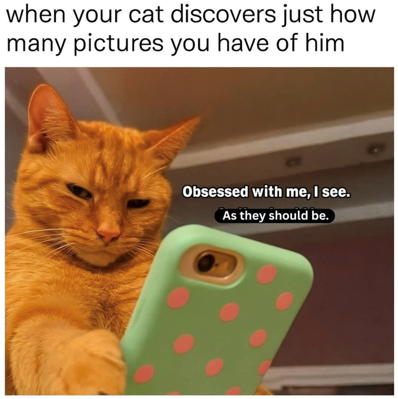 when your cat discovers just how many pictures you have of him Obsessed with me, I see. As they should be.