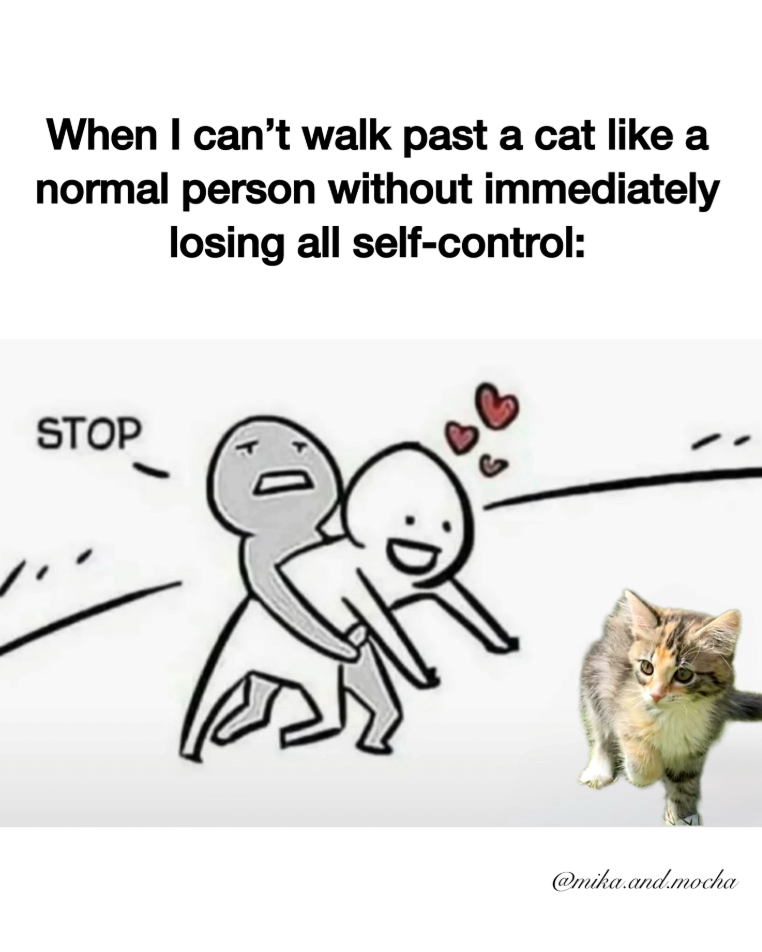 When I can't walk past a cat like a normal person without immediately losing all self-control: STOP @mika.and.mocha
