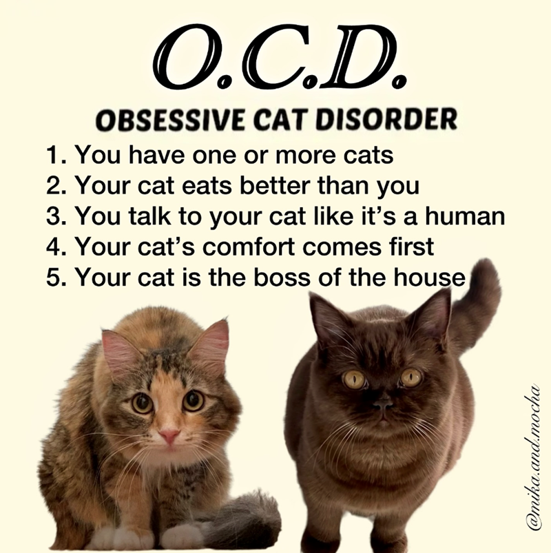 O.C.D. OBSESSIVE CAT DISORDER 1. You have one or more cats 2. Your cat eats better than you 3. You talk to your cat like it's a human 4. Your cat's comfort comes first 5. Your cat is the boss of the house @mika.and.mocha