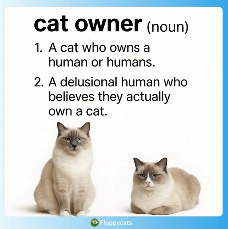 cat owner (noun) 1. A cat who owns a human or humans. 2. A delusional human who believes they actually own a cat. Floppycats