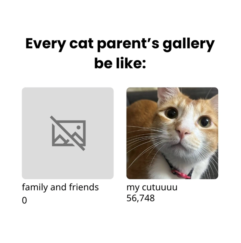 Every cat parent's gallery be like: family and friends 0 my cutuuuu 56,748