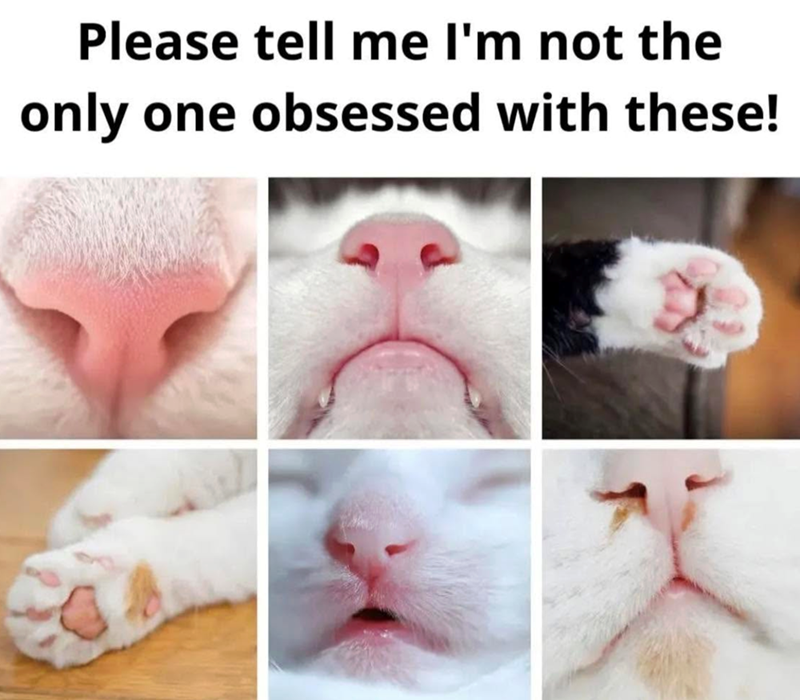 Please tell me I'm not the only one obsessed with these!
