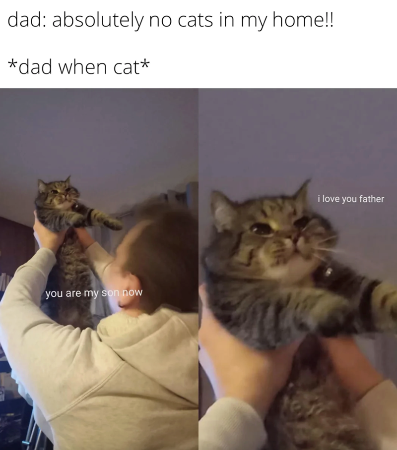 dad: absolutely no cats in my home!! *dad when cat* you are my son now i love you father