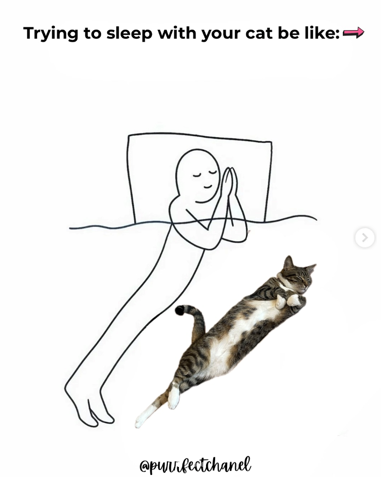 Trying to sleep with your cat be like: ➡ @pwvrfectchanel >