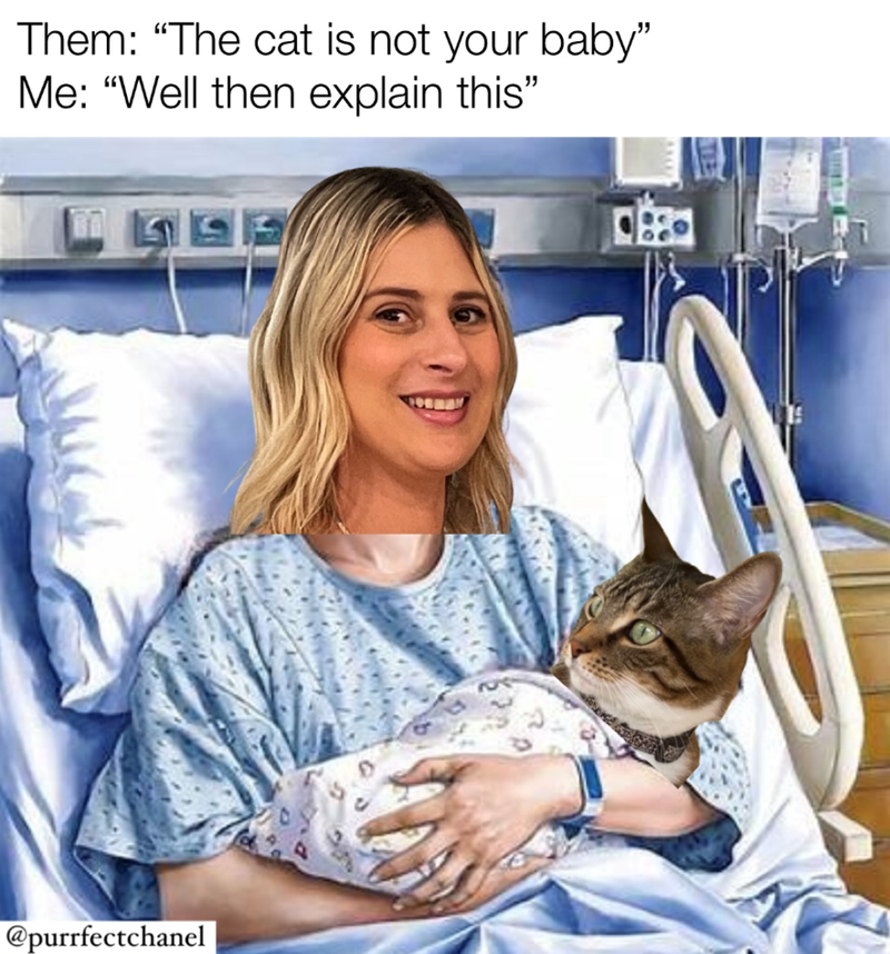 Them: "The cat is not your baby" Me: "Well then explain this" @purrfectchanel