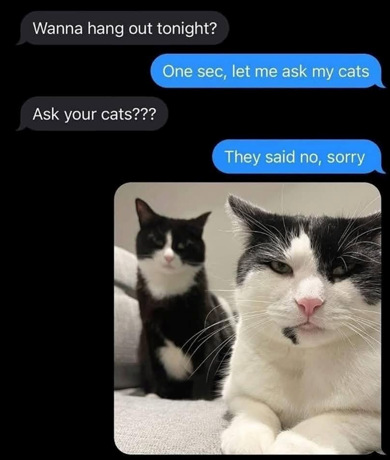 Wanna hang out tonight? Ask your cats??? One sec, let me ask my cats They said no, sorry
