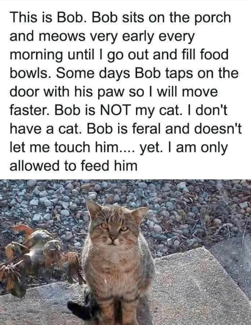 This is Bob. Bob sits on the porch and meows very early every morning until I go out and fill food bowls. Some days Bob taps on the door with his paw so I will move faster. Bob is NOT my cat. I don't have a cat. Bob is feral and doesn't let me touch him.... yet. I am only allowed to feed him