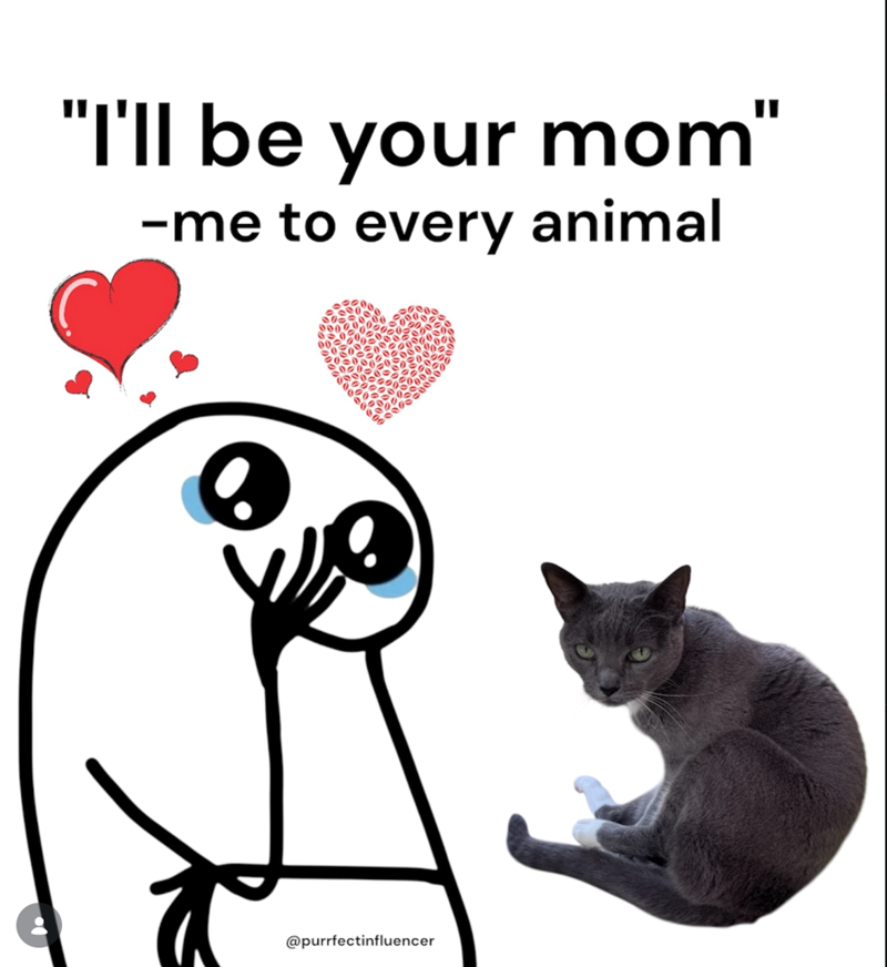 "I'll be your mom" -me to every animal @purrfectinfluencer