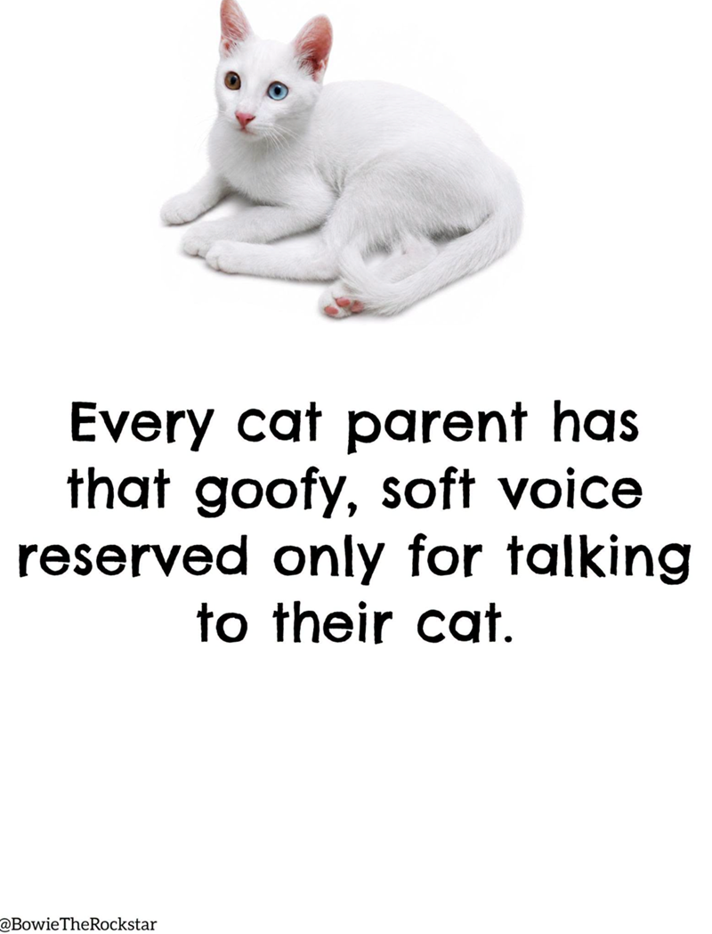 Every cat parent has that goofy, soft voice reserved only for talking to their cat. @Bowie The Rockstar
