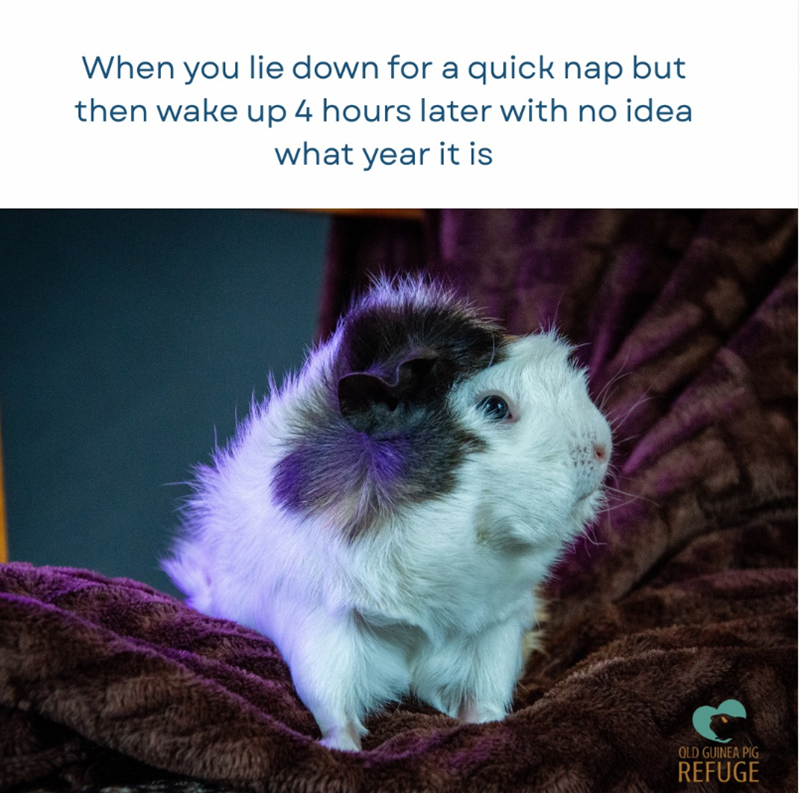 When you lie down for a quick nap but then wake up 4 hours later with no idea what year it is QLD GUINEA PIG REFUGE