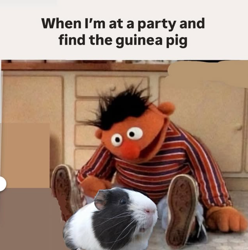 When I'm at a party and find the guinea pig