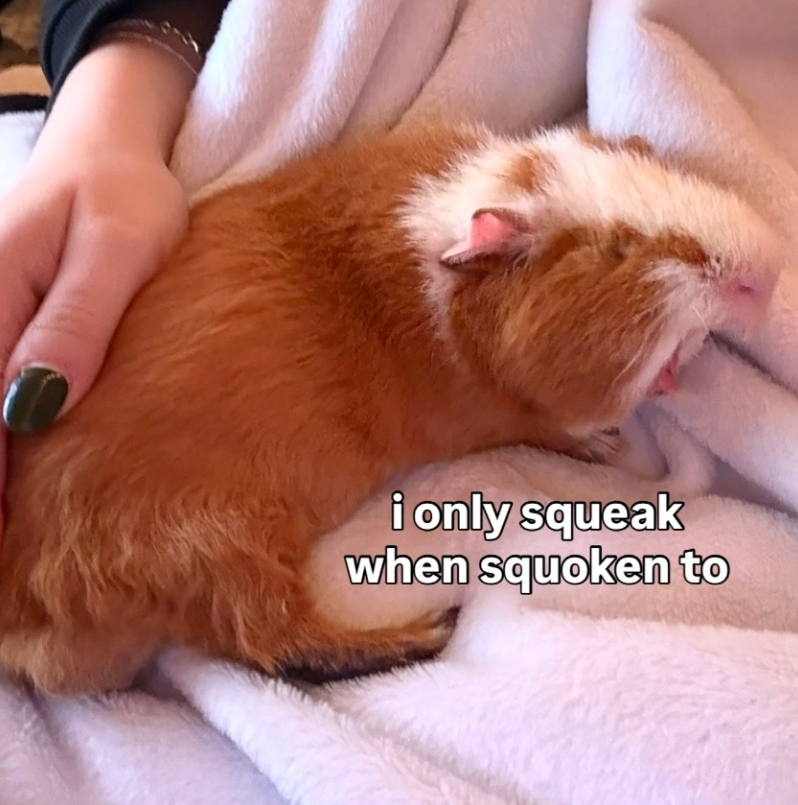 i only squeak when squoken to