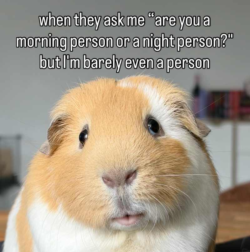 when they ask me "are you a morning person or a night person?" but I'm barely even a person