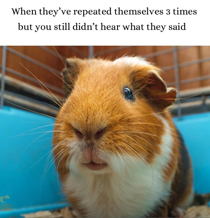 When they've repeated themselves 3 times but you still didn't hear what they said GUINEA PIG FELICE