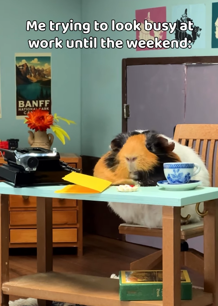 Me trying to look busy at work until the weekend: BANFF NATIONAL FARK CAN