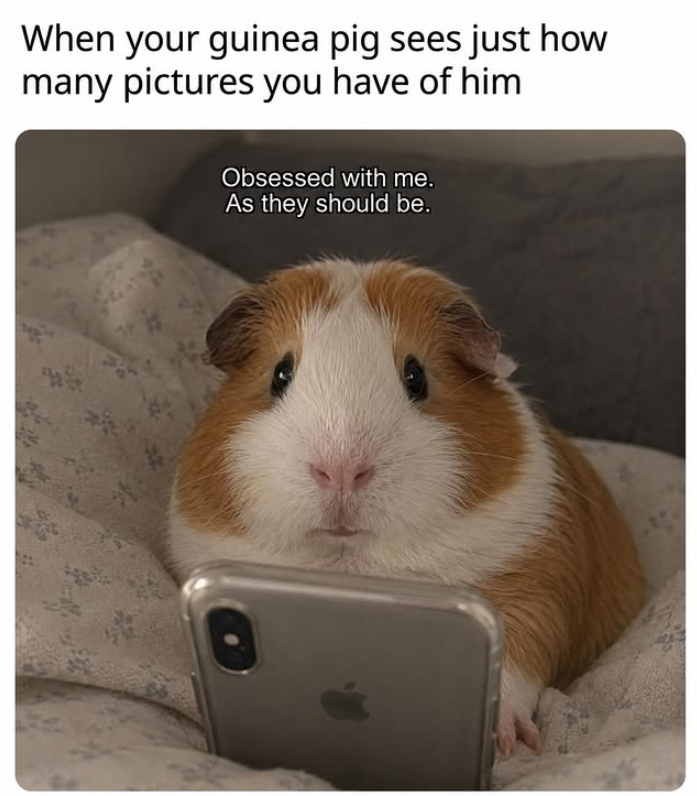 When your guinea pig sees just how many pictures you have of him Obsessed with me. As they should be.
