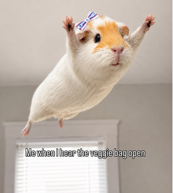 Me when I hear the veggie bag open