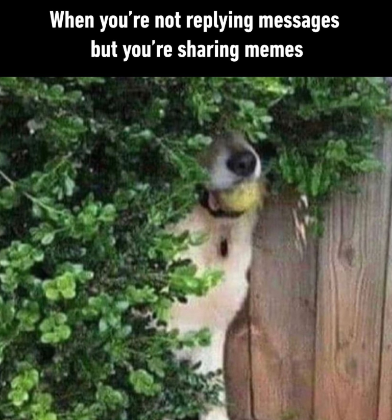 When you're not replying messages but you're sharing memes