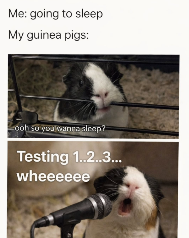 Me: going to sleep My guinea pigs: ooh so you wanna sleep? Testing 1..2..3... wheeeeee