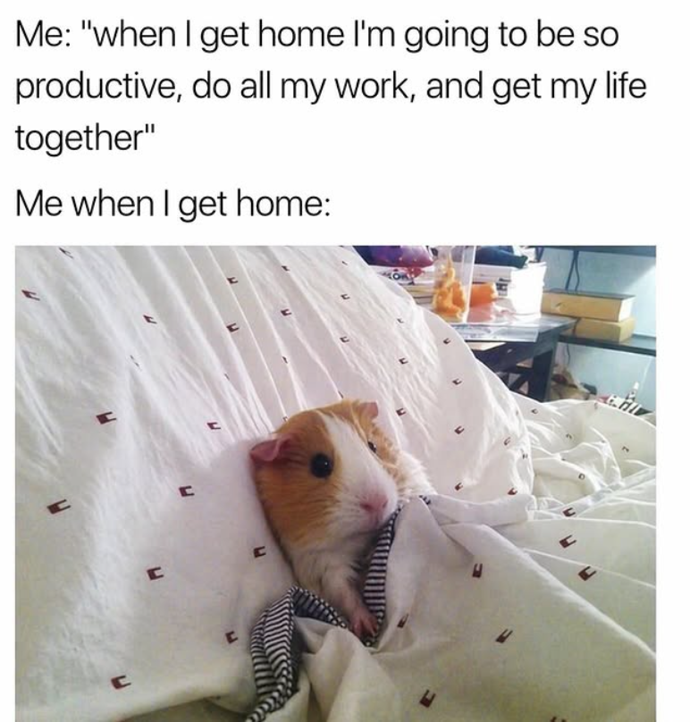 Me: "when I get home I'm going to be so productive, do all my work, and get my life together" Me when I get home: C C C