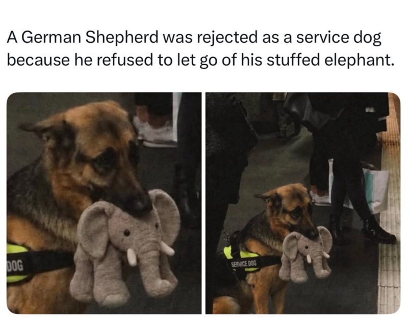 A German Shepherd was rejected as a service dog because he refused to let go of his stuffed elephant. DOG SERVICE DOG