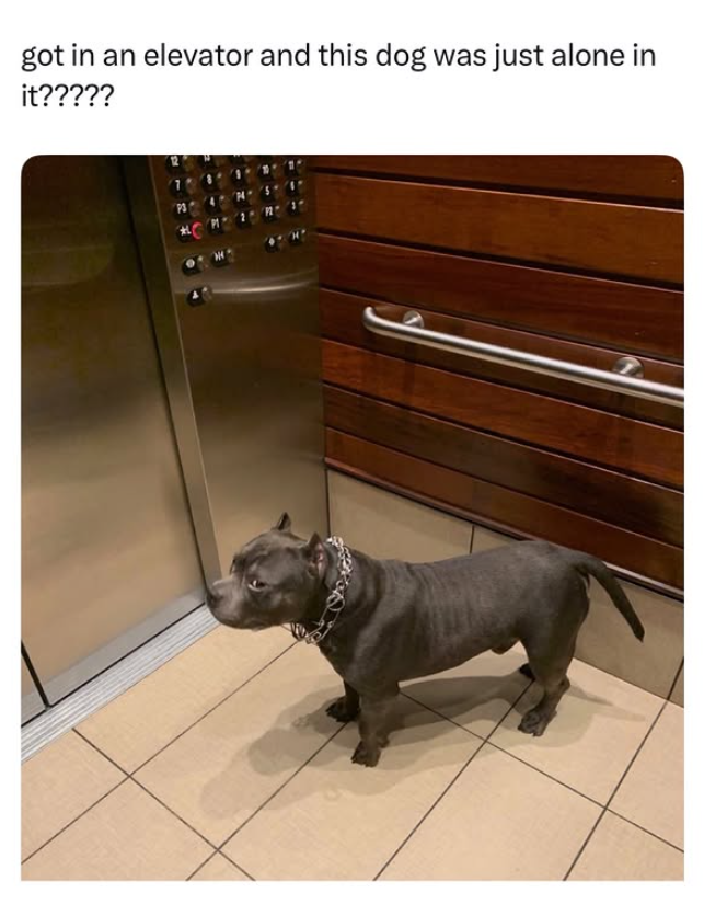 got in an elevator and this dog was just alone in it?????