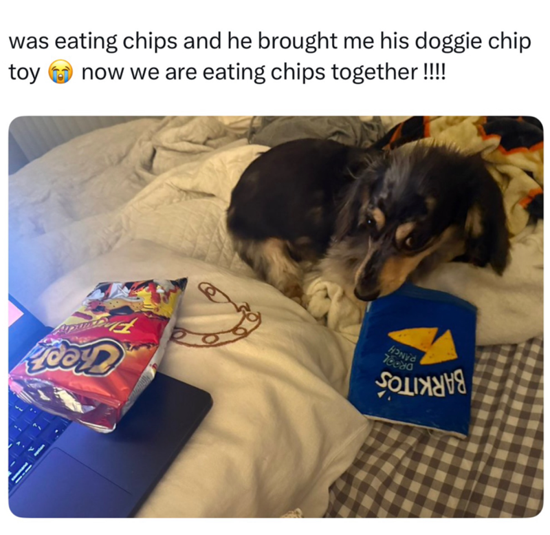 was eating chips and he brought me his doggie chip toy now we are eating chips together!!!! HONDA 78080